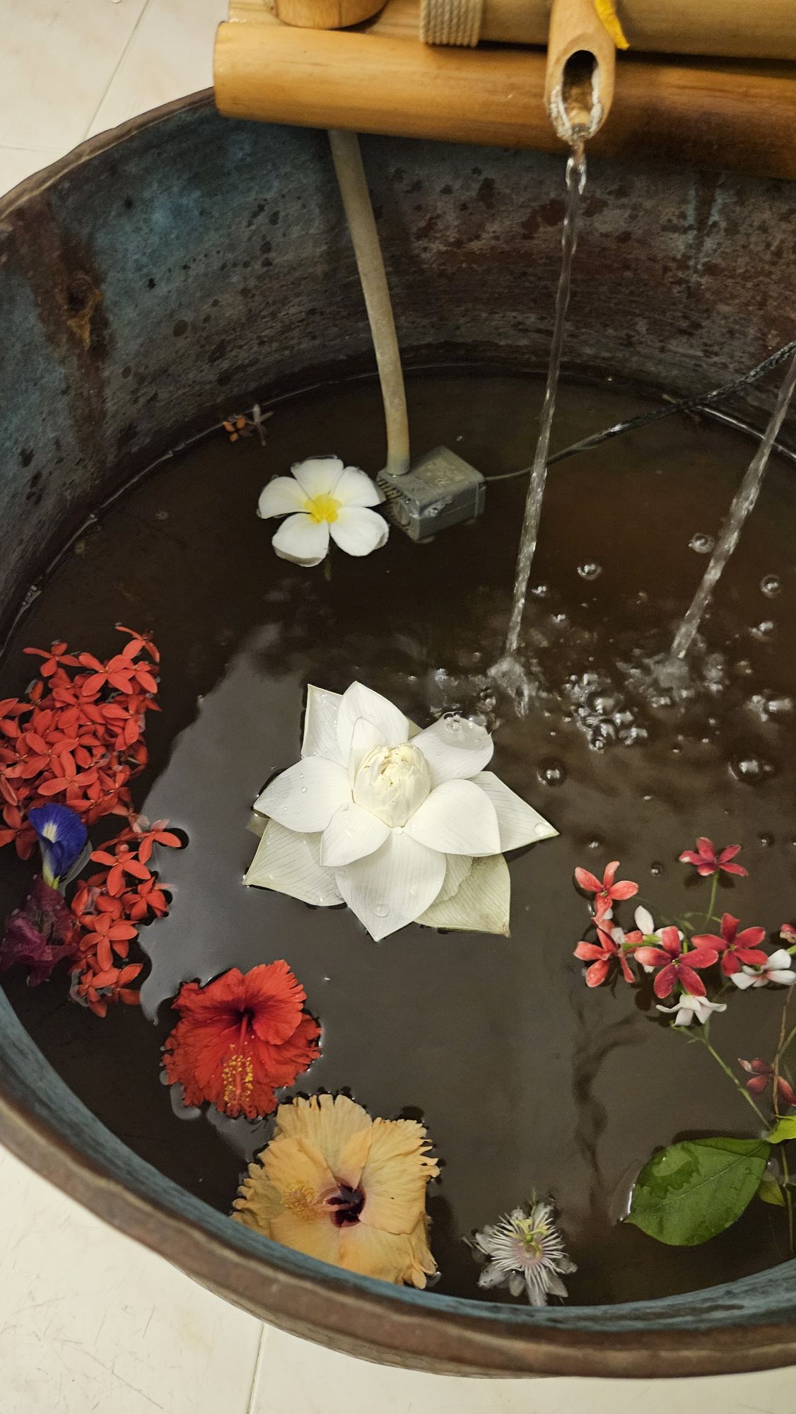 white lotus in my diy water fountain.