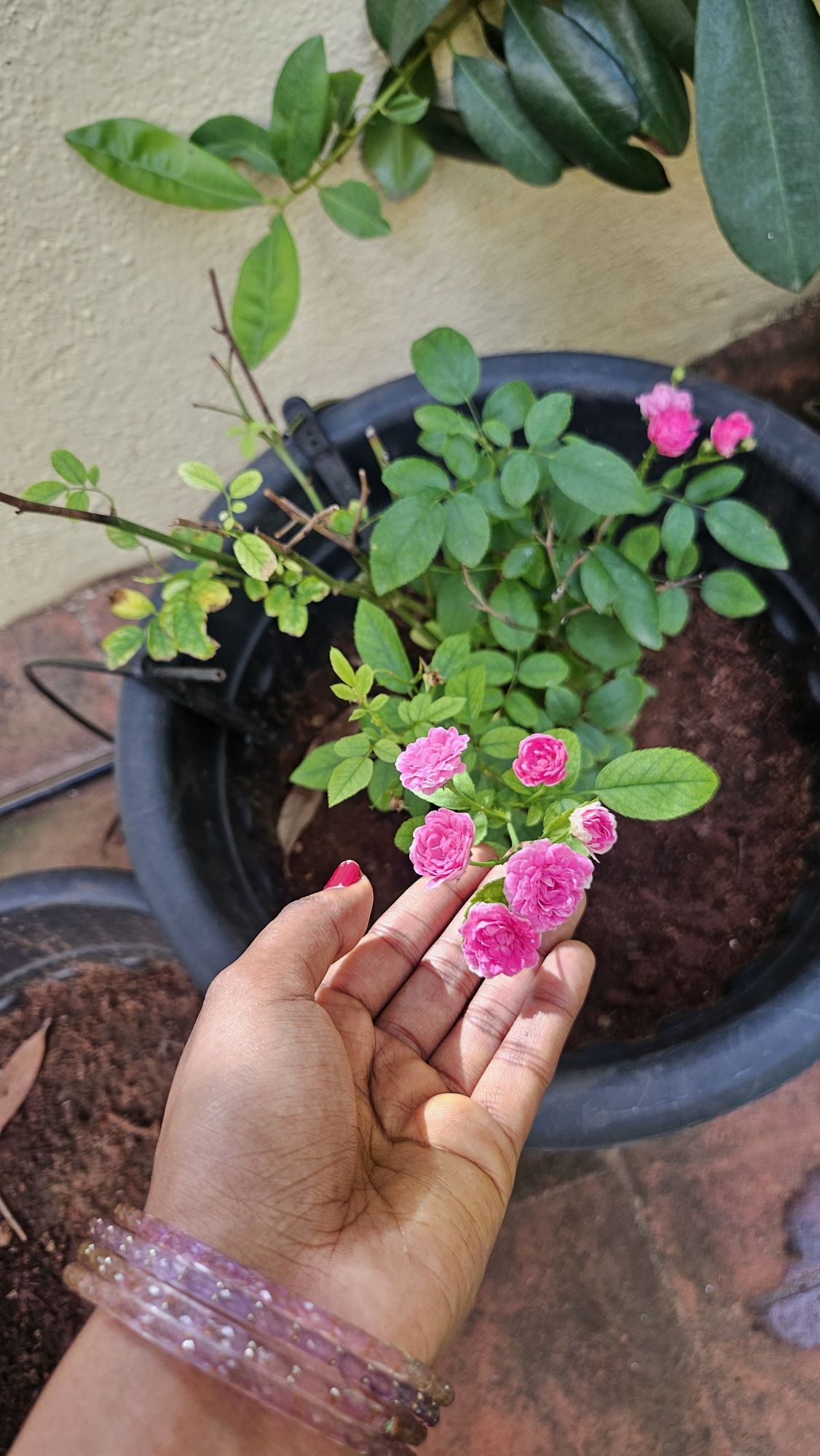 little button roses in my balcony..they are blooming very well.