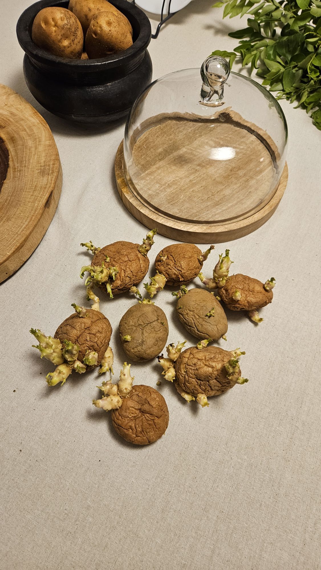 sprouted potatoes..