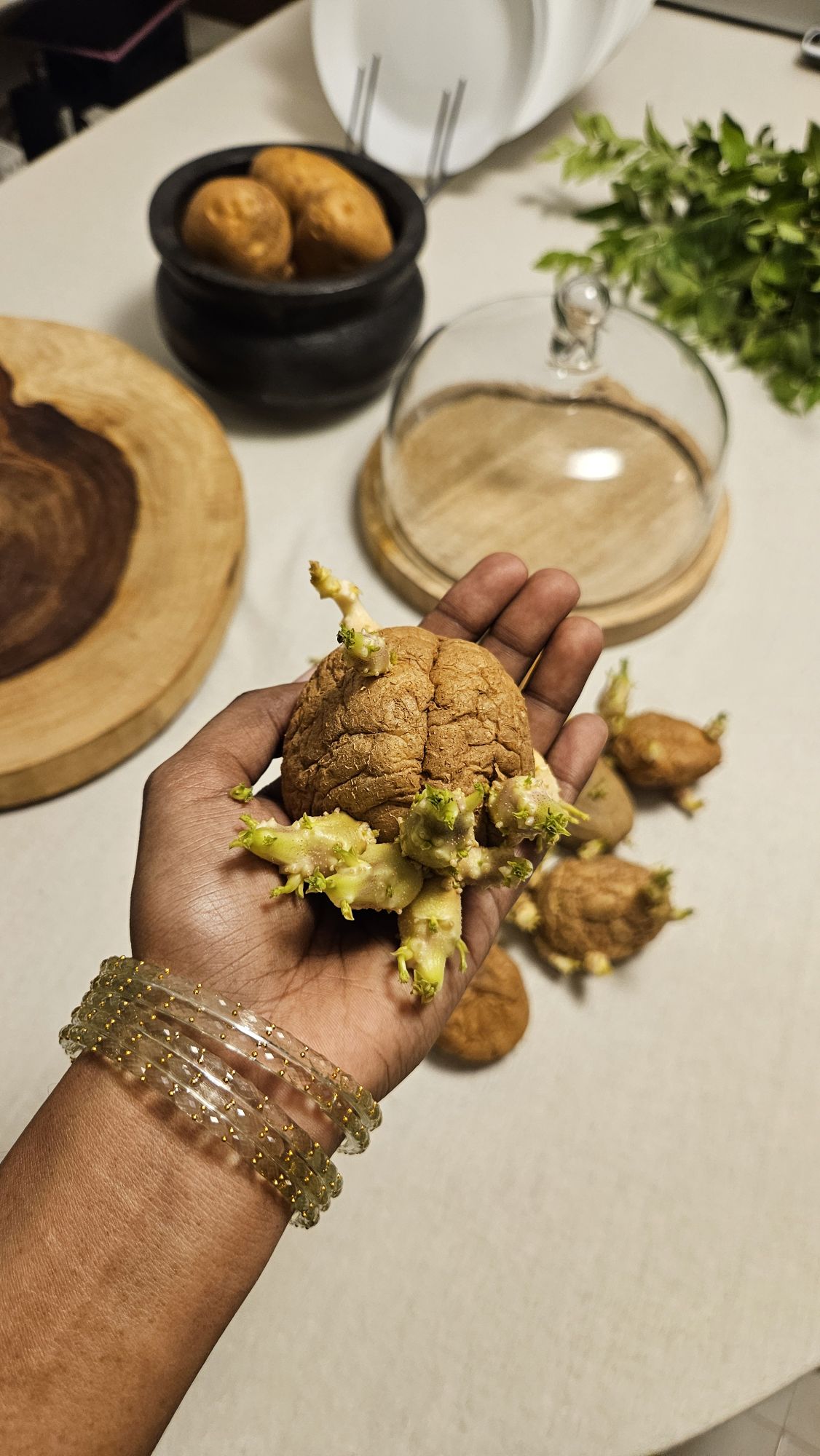 sprouted potato..