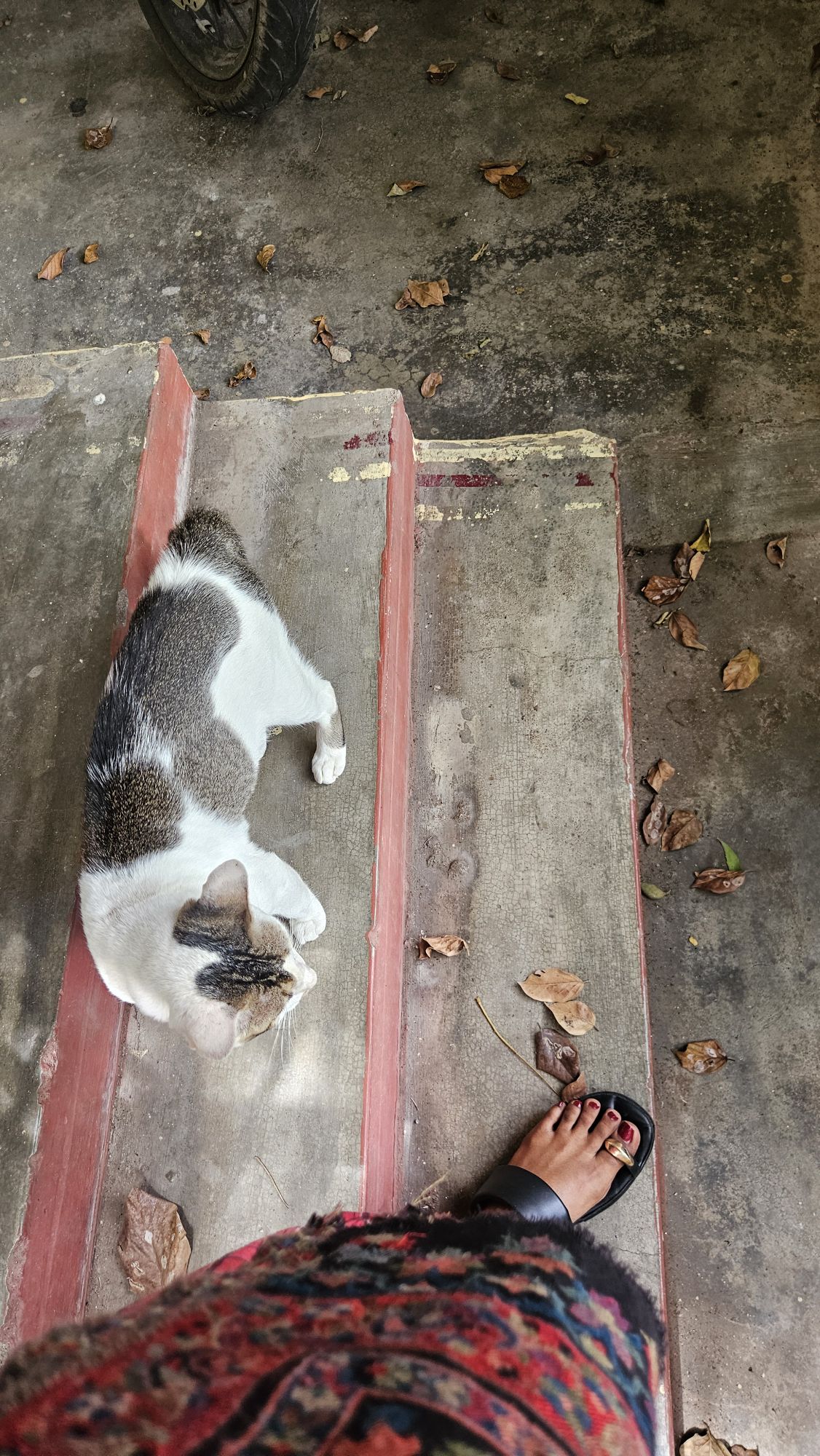 a cat who comes to greet us..